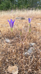 Brodiaea elegans