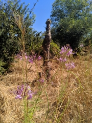 Cleome hirta