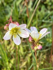 Saxifraga hypnoides