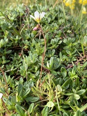 Saxifraga hypnoides