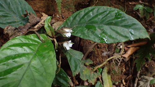 Napeanthus costaricensis
