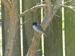 Melithreptus affinis