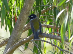 Melithreptus affinis