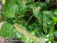 Coleus monostachyus