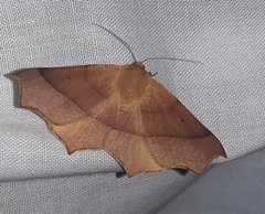 Tetracis cervinaria