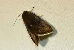 Galgula
