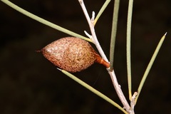Hakea leucoptera