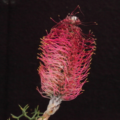 Grevillea paradoxa