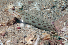 Ctenogobiops pomastictus