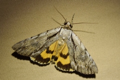 Catocala clintonii
