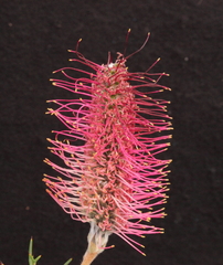 Grevillea paradoxa