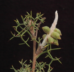 Grevillea paradoxa