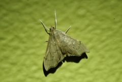 Sericoplaga externalis