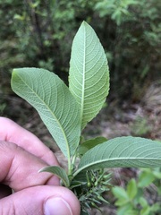 Salix appendiculata