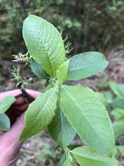 Salix appendiculata
