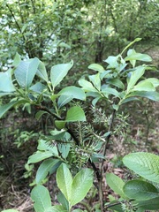 Salix appendiculata