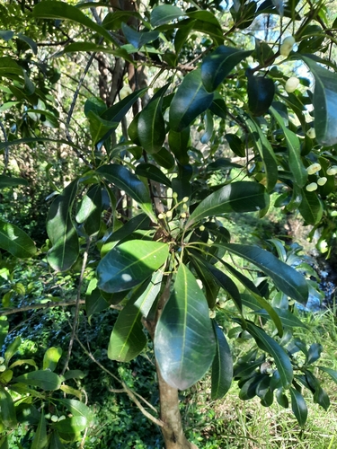 Image of common acronychia by (c) Jeff Harbrow, some rights reserved (CC BY)
