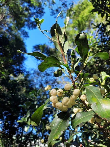 Image of Acronychia oblongifolia by (c) Jeff Harbrow, some rights reserved (CC BY)