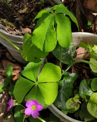 Oxalis nelsonii