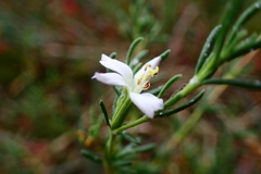 Frankenia pauciflora