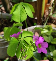 Oxalis nelsonii