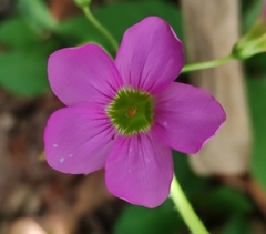 Oxalis nelsonii