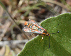Synanthedon polygoni