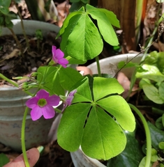 Oxalis nelsonii