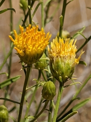 Eastwoodia elegans