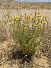 Eastwoodia elegans