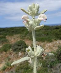 Phlomis italica