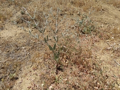 Eriogonum gracillimum