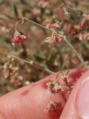 Eriogonum gracillimum
