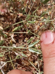 Eriogonum gracillimum