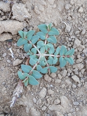 Euphorbia ocellata