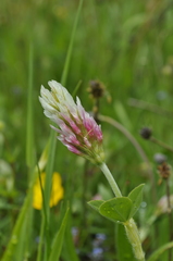Trifolium incarnatum molinerii