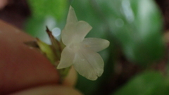 John Abrams, CC BY, iNaturalist via GBIF Goeppertia micans, photograph John Abrams, CC BY, iNaturalist via GBIF