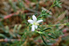 Frankenia pauciflora