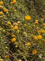 Eastwoodia elegans