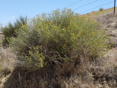 Eastwoodia elegans
