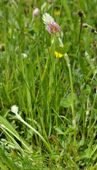 Trifolium incarnatum molinerii