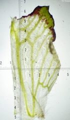 Trifolium incarnatum molinerii