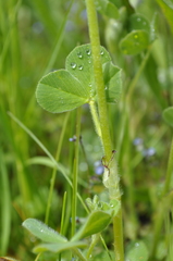 Trifolium incarnatum molinerii