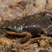 Southern Dainty Frog - Photo (c) Tyrone Ping, some rights reserved (CC BY-NC), uploaded by Tyrone Ping