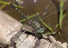 Arigomphus villosipes