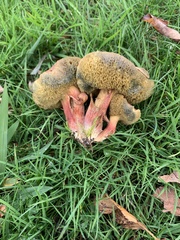Xerocomellus ripariellus