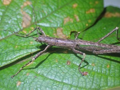 Presbistus peleus