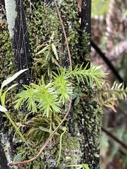 Phlegmariurus varius