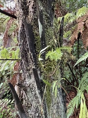 Phlegmariurus varius