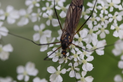 Nephrotoma pratensis